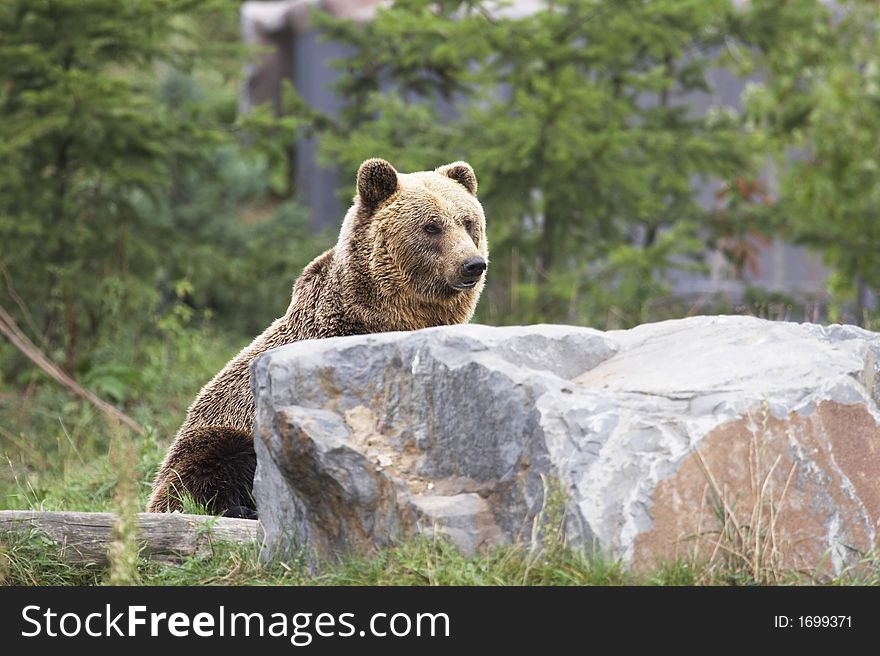 Lovely brown bear behind a stone looking up 003