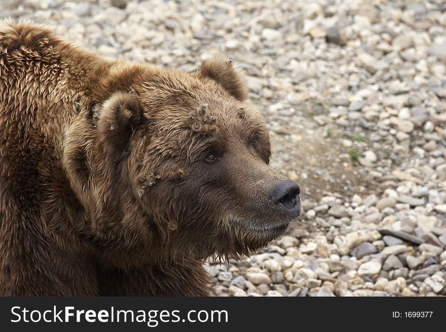 Head of a powerful grizzly looking up - landscape format 002