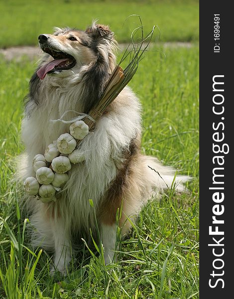 Collie (dog) is sitting on the grass with garlic on its neck. Collie (dog) is sitting on the grass with garlic on its neck