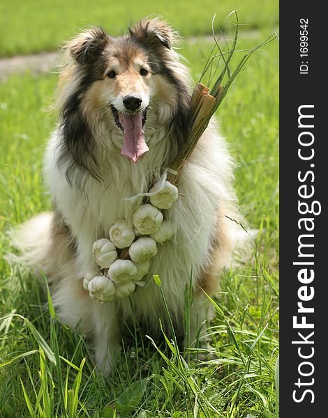 Collie (dog) is sitting on the grass with garlic on its neck. Collie (dog) is sitting on the grass with garlic on its neck