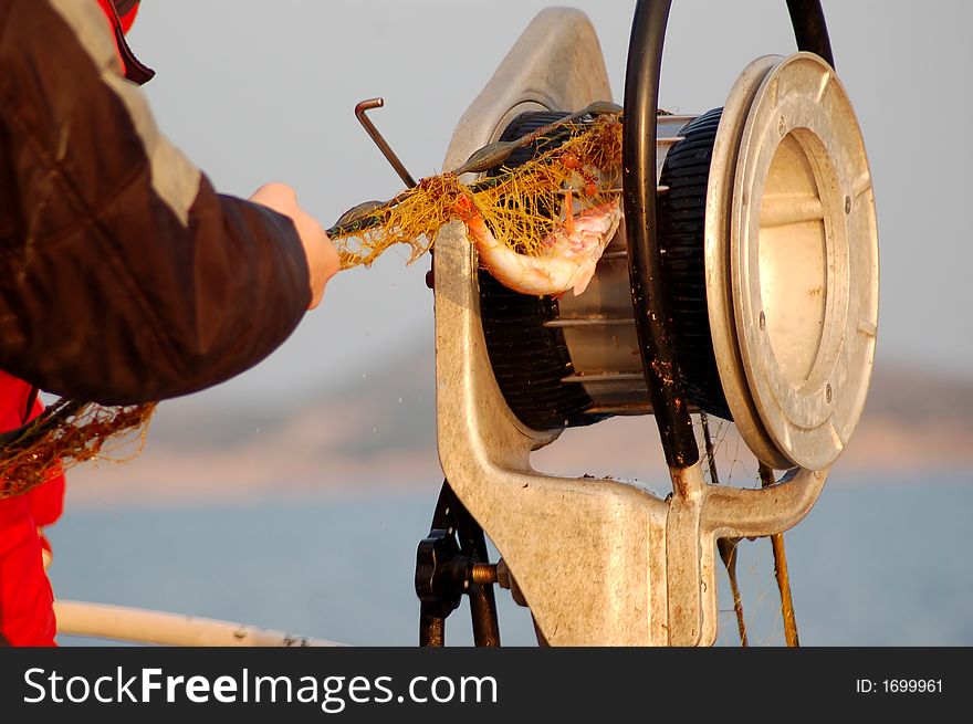 From my fishing series. Fishermen are pulling out fishing net with fish in it. From my fishing series. Fishermen are pulling out fishing net with fish in it.