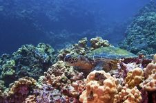 Green Sea Turtle Stock Photos Green Sea Turtle Stock Photos