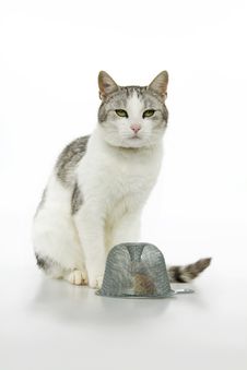 Cat Wait On Mouse. Royalty Free Stock Image