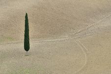 Lonely Cypress Tree Stock Images