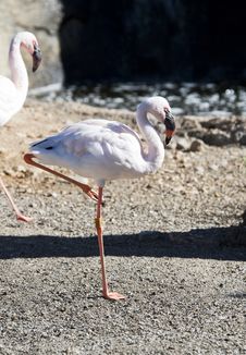 Lesser Flamingo Royalty Free Stock Photos