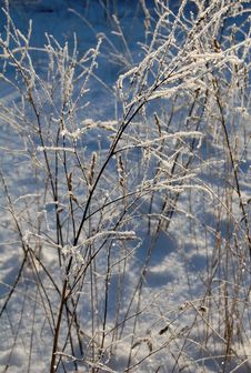Hoarfrost On Branches Stock Photography Hoarfrost On Branches Stock Photography