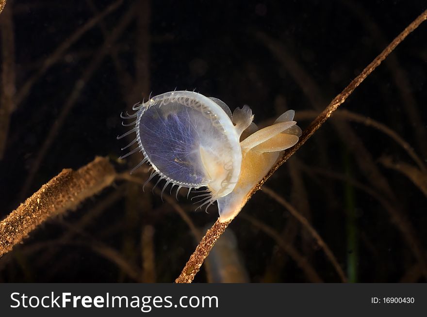 Hooded Nudibranch