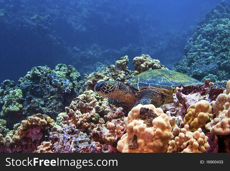 A green sea turtle finds refuge on a bed of coral