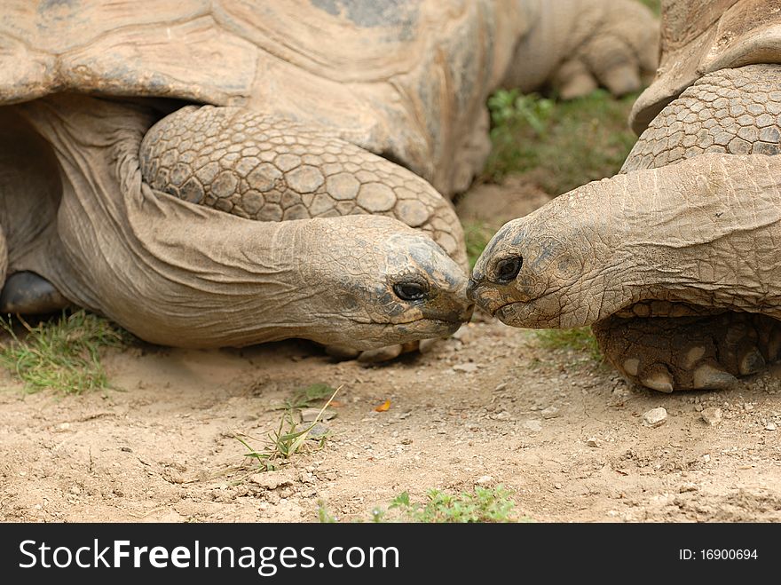 Two large African tortoises touch noses in this cute image.