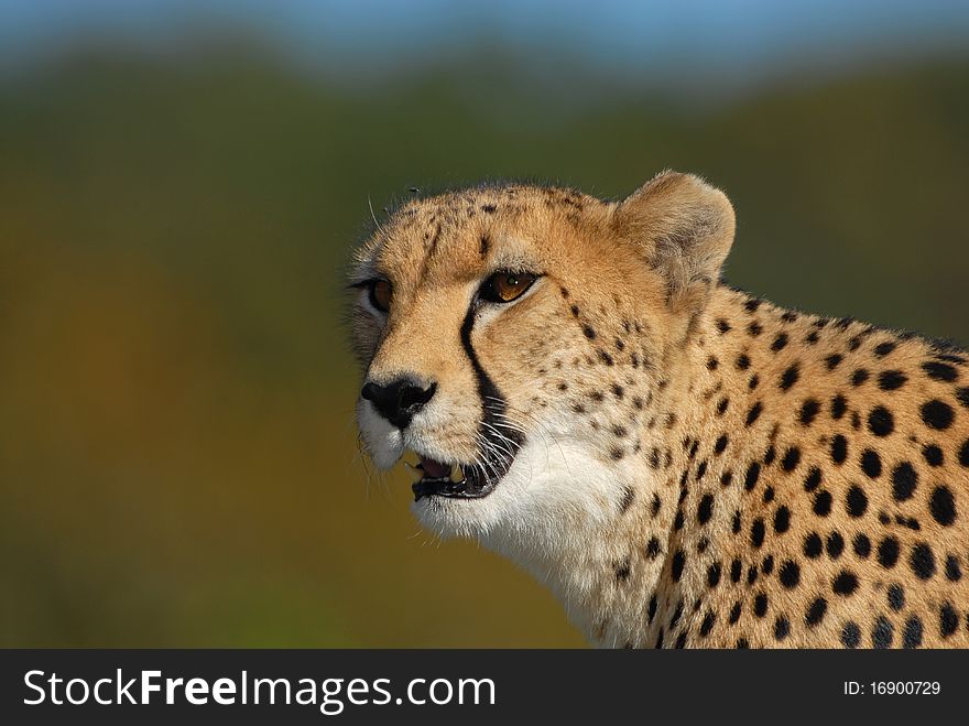 A portrait of a cheetah standing with mouth slightly agape against a natural background. A portrait of a cheetah standing with mouth slightly agape against a natural background.