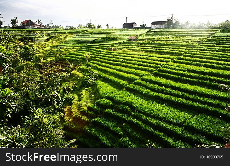 Rice field in Bali Indonesia in the morning. Rice field in Bali Indonesia in the morning