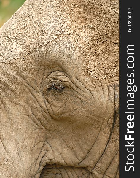 A tightly cropped image of an African elephant emphasizing the eye.
