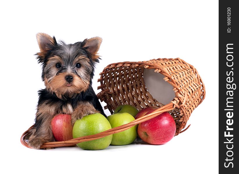 Yorkshire terrier puppy sits near a basket with apples. Yorkshire terrier puppy sits near a basket with apples