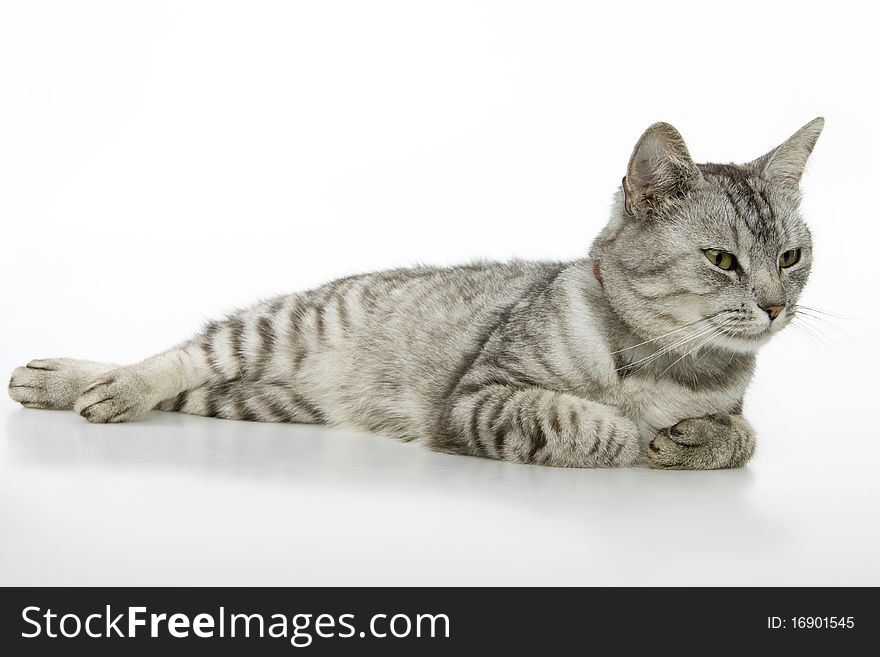 Beautiful cat, on white background. on white background. Beautiful cat, on white background. on white background.