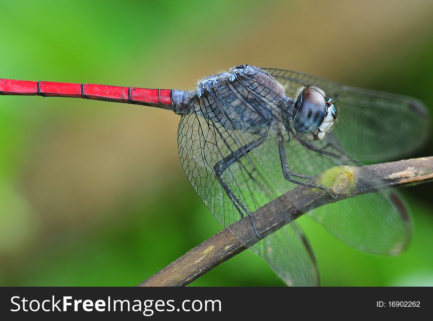Colorful dragonfly in the parks