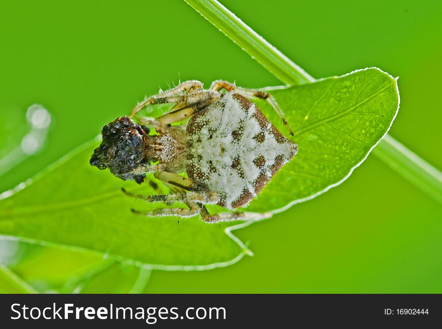 Dump spider with prey in the parks