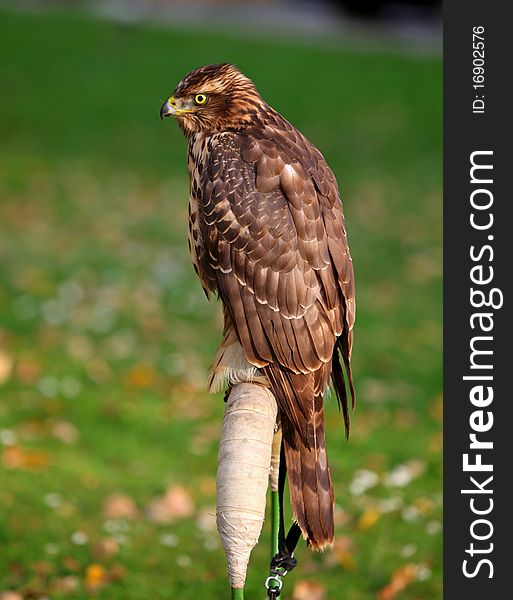 The portrait of Northern Goshawk, Accipiter gentilis