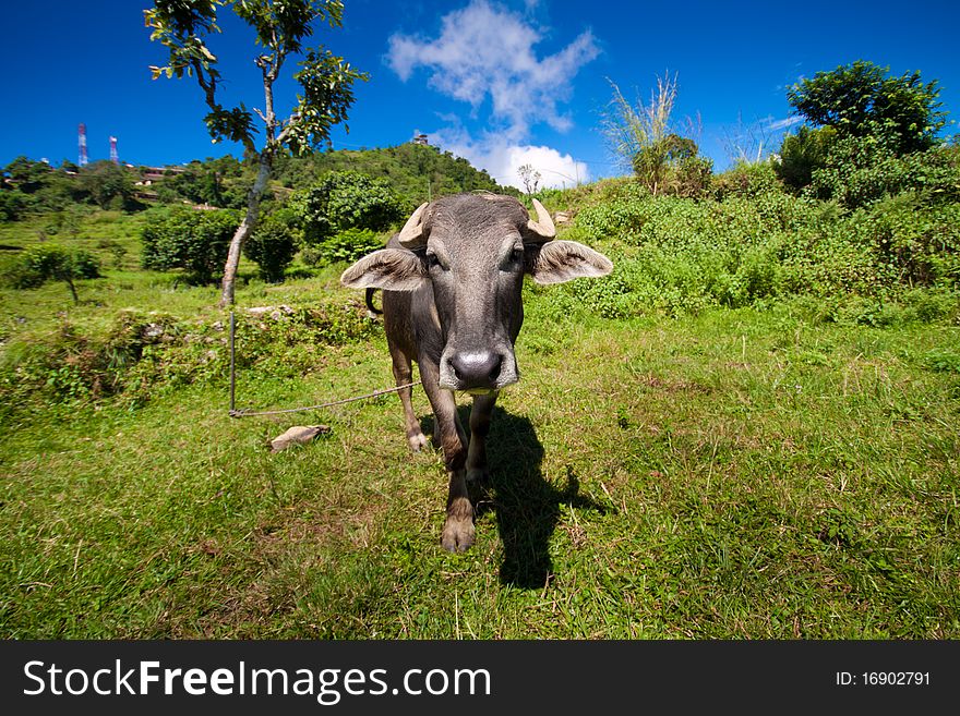 Nepal