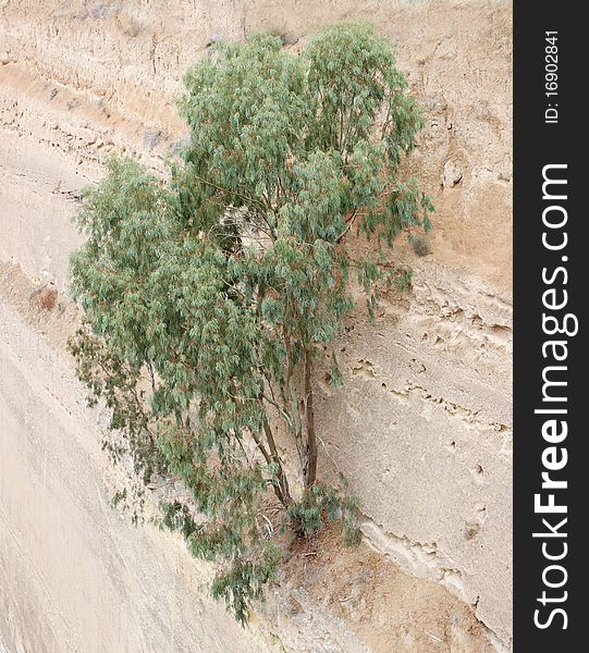 Tree on Corinth channel wall. Tree on Corinth channel wall.