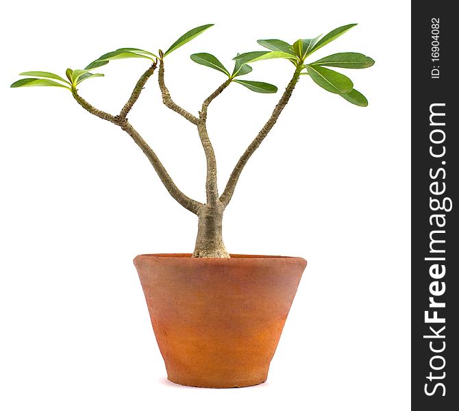 Desert rose or Ping Bignonia in flowerpot isolated on white background