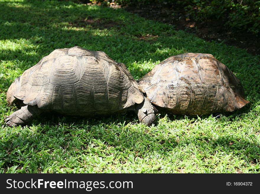 Tortoises wrestling for territory a long and heavy fight for space the big guy wins. Tortoises wrestling for territory a long and heavy fight for space the big guy wins