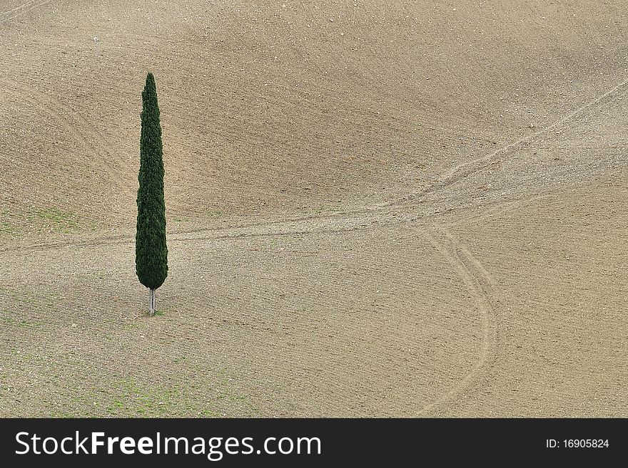 A lonely cypress tree stands in the middle of a country field