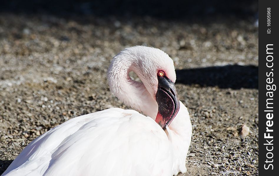 Lesser Flamingo sitting resting in the sunshine