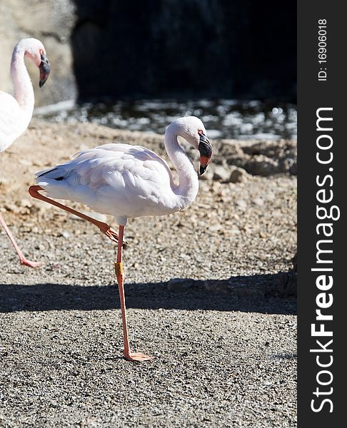 Lesser Flamingo standing on one leg in the sunshine