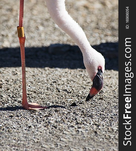 Lesser Flamingo standing on one leg eating