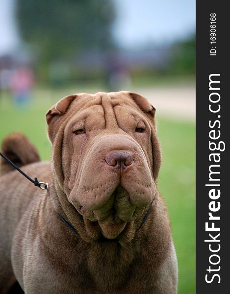 Chocolate  sharpei portrait