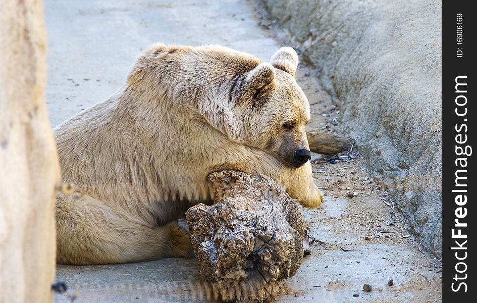 Brown Bear sleepling on a log