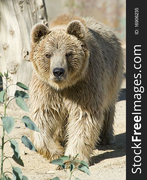 Brown Bear walking towards the camera