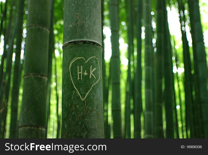 Green bamboo forest in Kyoto