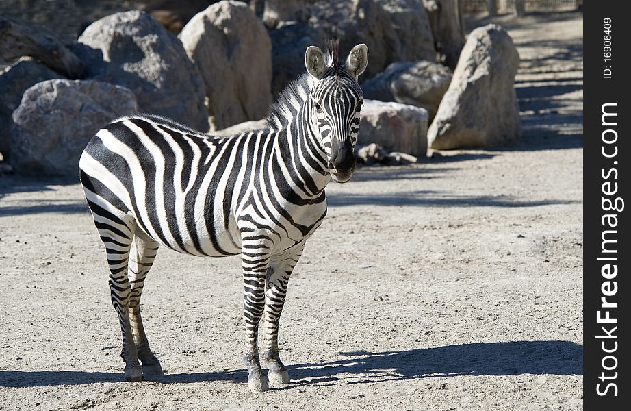 Close up of a Zebra standing in the sunshine. Close up of a Zebra standing in the sunshine