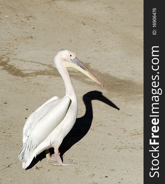 Close up of a Pelican with a shadow on the ground