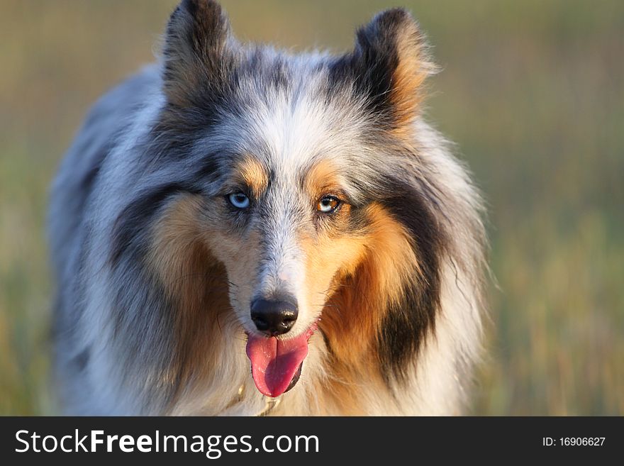 A beautiful blue merle Shetland sheepdog, photo taken at sunset. A beautiful blue merle Shetland sheepdog, photo taken at sunset.