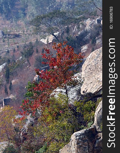 Red leaves tree stand alone in the mountains.