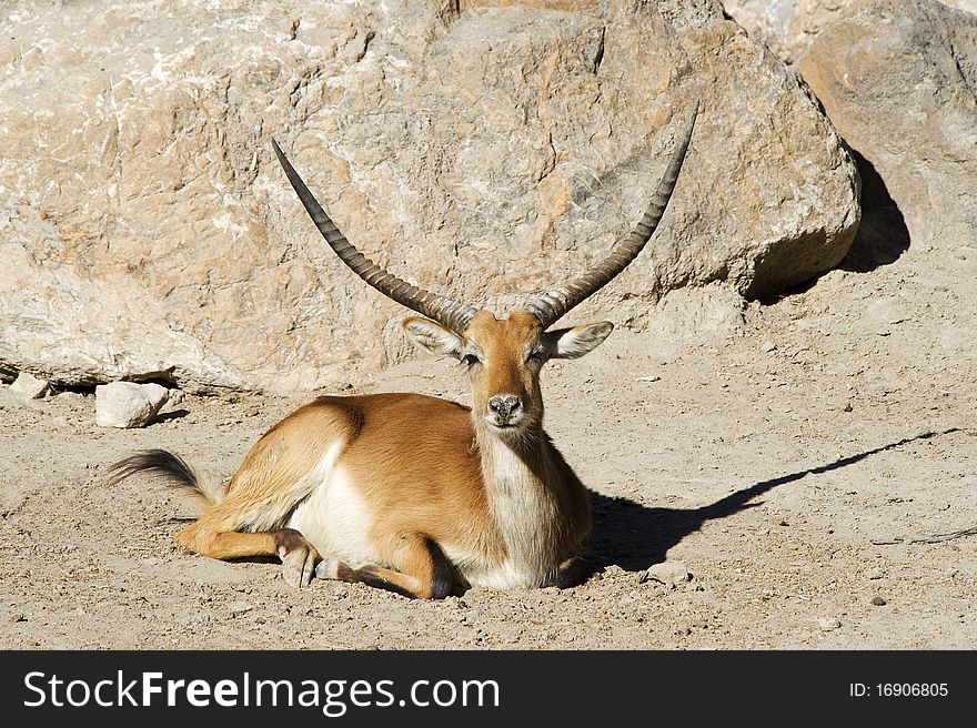 A Gazelle sitting in the sunshine looking at the camera