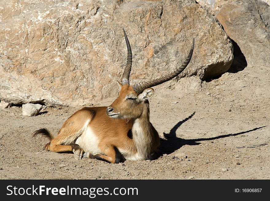 A Gazelle sitting in the sunshine