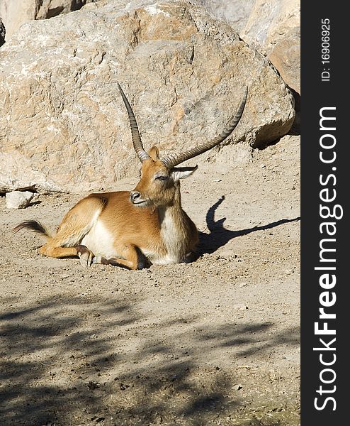 A Gazelle sitting in the sunshine