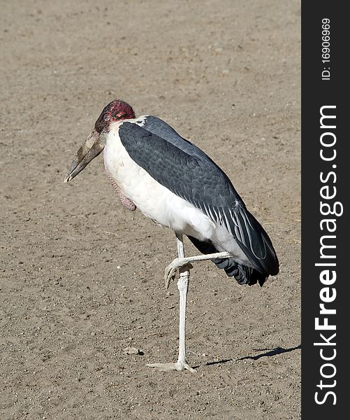 Marabou Stork standing on one leg