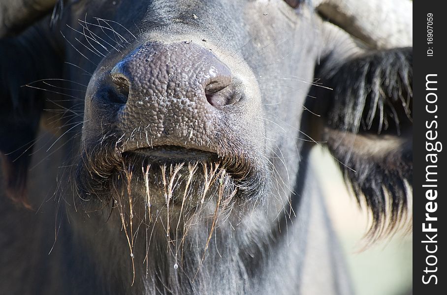 Close up of the nose and mouth of an African Buffalo. Close up of the nose and mouth of an African Buffalo