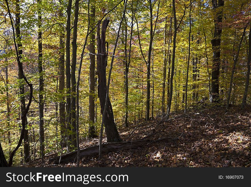 Autumn forest in West Virginia