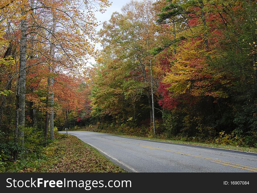 Road leading through a forest with colorful autumn trees. Road leading through a forest with colorful autumn trees