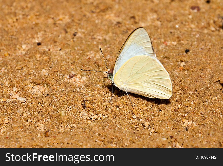 Butterfly In National Park