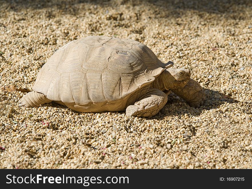 African Spurred Tortoise walking in the sunshine