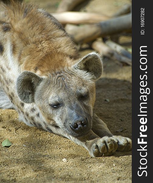 Close up of a Hyena Sleeping