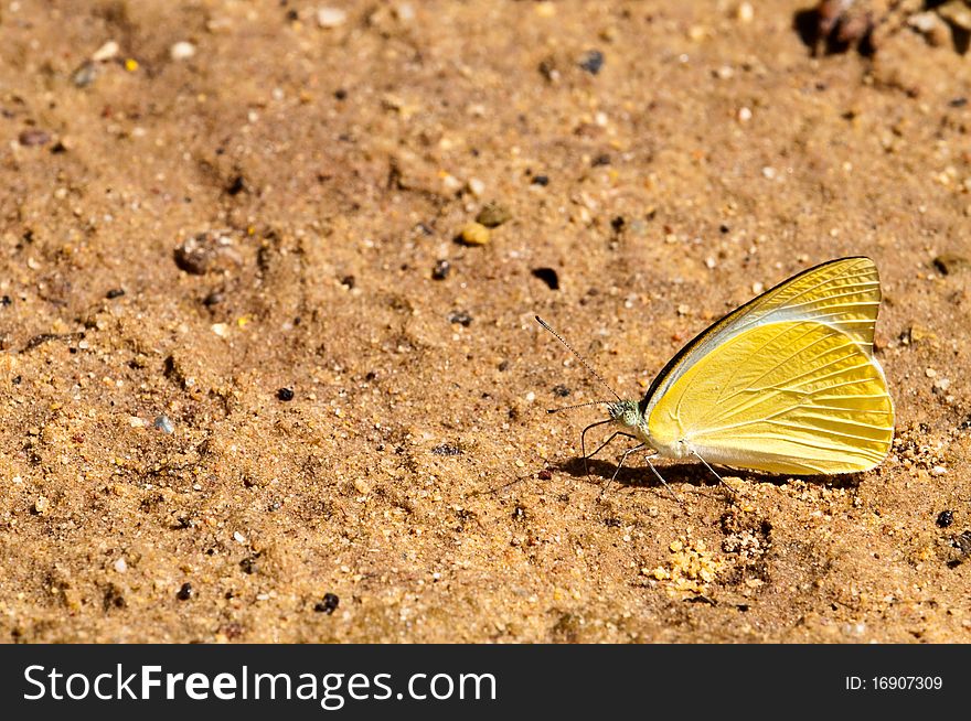 Butterfly In National Park