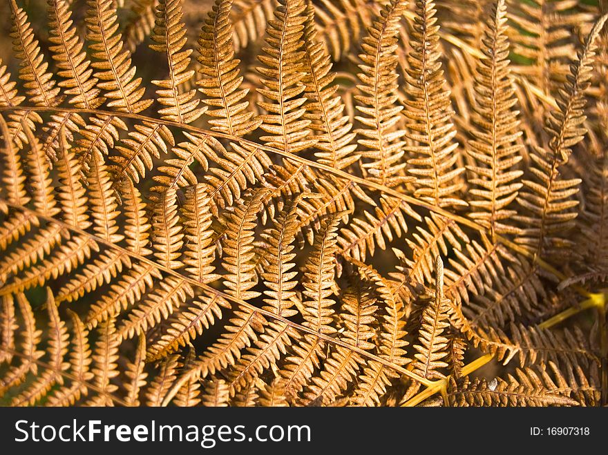 Dry Yellow Fern Leaves