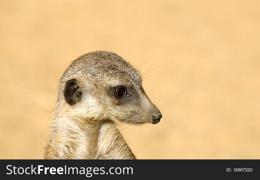 A Meerkat looking right on Guard Duty